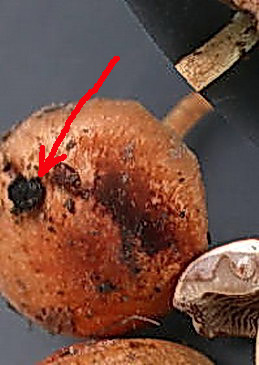 Quizzzzzzzzzz .........  Natalizio